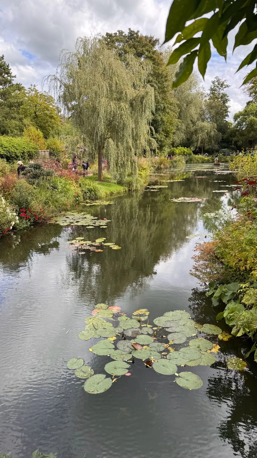 Salgueiro debruçado sobre o lago de ninfeias em Giverny